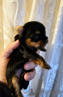 Photo №3. Adoption Chiot Yorkshire Terrier Mâle et Femelle. Belgique