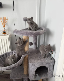 Photo №1. british shorthair - à vendre en ville de Hambourg | négocié | Annonce № 167101