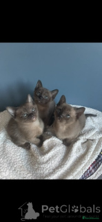Photo №4. Je vais vendre burmese en ville de Nieugein. annonce privée - prix - 300€
