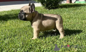 Photos supplémentaires: Chiots bouledogue français à vendre