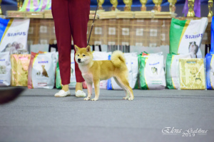 Photo №4. Je vais vendre shiba en ville de Krasnoyarsk. de la fourrière, éleveur - prix - 1354€