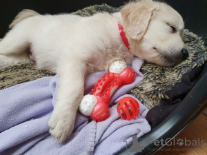 Photo №3. Chiots Golden Retriever vérifiés par le vétérinaire disponibles maintenant avec. Pays Bas