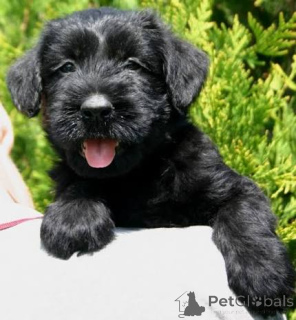 Photo №1. schnauzer géant - à vendre en ville de Ponta Delgada | négocié | Annonce №173087