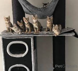 Photo №1. savannah - à vendre en ville de Tampere | 700€ | Annonce № 161524