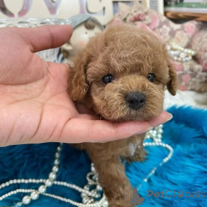 Photo №1. caniche (jouet) - à vendre en ville de Helsinki | 500€ | Annonce №164033