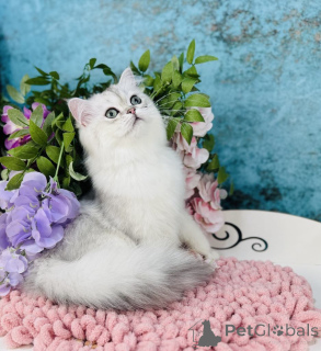 Photo №3. Scottish Straight-Head. Ukraine