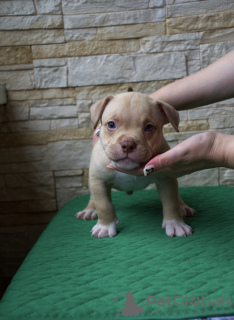 Photos supplémentaires: Chiots American Bully Pocket