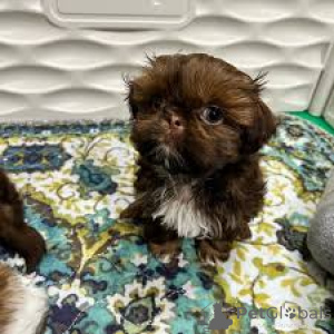 Photo №2 de l'annonce № 165559 de la vente shih tzu - acheter à La Grande-Bretagne annonce privée, éleveur