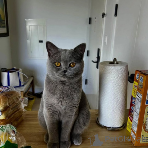 Photo №1. british shorthair - à vendre en ville de Tandel | négocié | Annonce № 156776