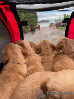Photo №3. Chiots Golden Retriever doux, patients et merveilleux avec les enfants. Suède