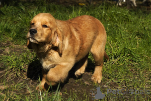 Photos supplémentaires: Filles Golden Retriever