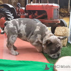 Photo №4. Je vais vendre bouledogue en ville de New york. annonce privée - prix - 775€