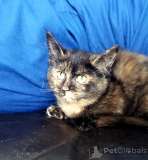 Photo №3. Chatons Munchkin. Allemagne