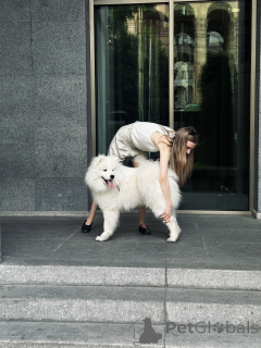 Photo №3. Samoyed cherche une nouvelle maison (gratuite). Georgia