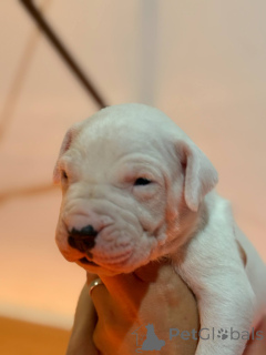 Photo №1. dogue argentin - à vendre en ville de Rzeszów | 1000€ | Annonce №139107