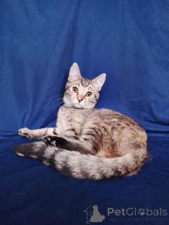 Photo №2 de l'annonce № 165479 de la vente  - acheter à Fédération de Russie annonce privée