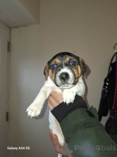 Photo №1. jack russell terrier - à vendre en ville de Donner | 380€ | Annonce №166926