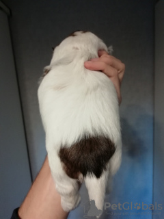 Photo №2 de l'annonce № 80225 de la vente shih tzu - acheter à Estonie annonce privée, éleveur