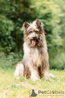 Photo №1. chien bâtard - à vendre en ville de Москва | Gratuit | Annonce №120236