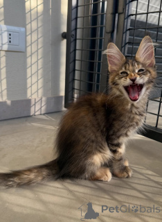 Photo №2 de l'annonce № 171095 de la vente maine coon - acheter à Suède éleveur