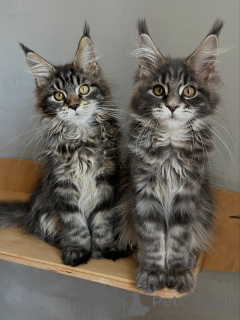 Photo №1. maine coon - à vendre en ville de Munich | négocié | Annonce № 169844