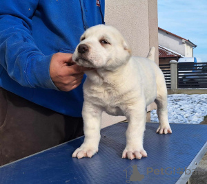 Photo №1. lévrier tazi - à vendre en ville de Šabac | Gratuit | Annonce №88080