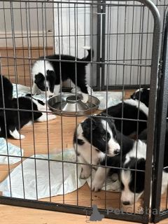Photo №3. Amazing Border Collie Puppies.. Allemagne