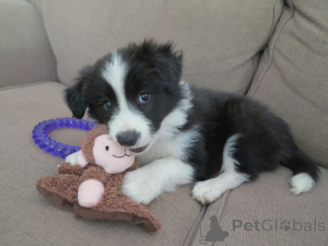 Photo №3. Border Collie Welpen à vendre. Luxembourg