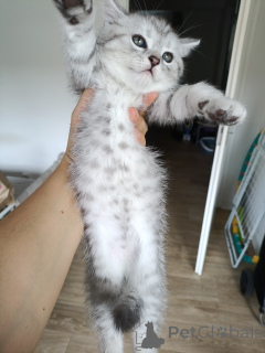 Photo №2 de l'annonce № 175213 de la vente british shorthair - acheter à Allemagne annonce privée