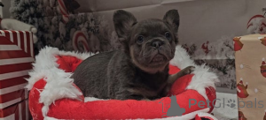 Photo №1.  - à vendre en ville de Parc Albert | 339€ | Annonce №161322