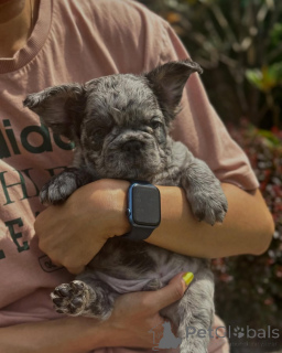 Photo №1. bouledogue - à vendre en ville de Munich | 550€ | Annonce №150645