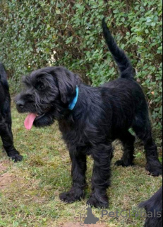 Photo №1. schnauzer moyen - à vendre en ville de Kruševac | négocié | Annonce №176874