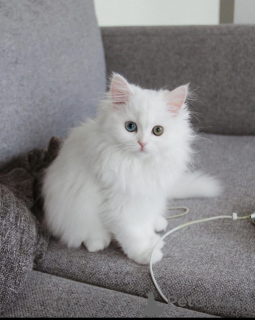 Photo №1.  - à vendre en ville de Pieksämäen Maalaiskunta | Gratuit | Annonce № 162278