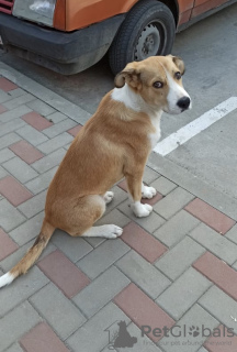Photo №1. chien bâtard - à vendre en ville de Krasnodar | Gratuit | Annonce №7515