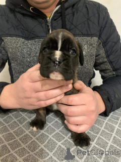 Photo №2 de l'annonce № 135300 de la vente boxer - acheter à Serbie 