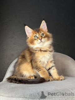 Photo №3. Doux, époustouflant et plein de grâce, les ronronnements de Freya sont aussi. Suisse