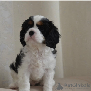 Photo №3. Chiots King Charles Spaniel enregistrés au KC. USA