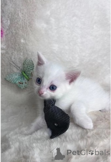 Photo №1. munchkin - à vendre en ville de Baierbrunn | 350€ | Annonce № 147239