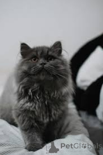 Photo №2 de l'annonce № 171028 de la vente british longhair - acheter à La finlande annonce privée, éleveur