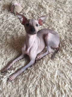 Photo №4. Je vais vendre xoloitzcuintle en ville de Kiev. annonce privée - prix - 141€