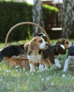 Photo №1. beagle - à vendre en ville de Bonn | 360€ | Annonce №123788