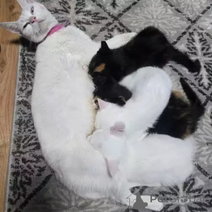 Photo №2 de l'annonce № 167275 de la vente turc de van - acheter à Allemagne annonce privée