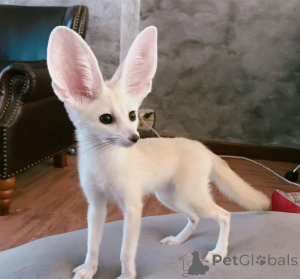 Photo №1.  - à vendre en ville de Fracasse | négocié | Annonce № 162882