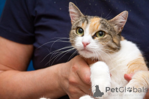 Photo №4. Je vais vendre  en ville de Rivière moscou. annonce privée - prix - Gratuit