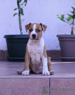 Photos supplémentaires: Terrier américain du Staffordshire