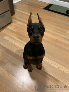 Photo №1. dobermann - à vendre en ville de Iowa City | 379€ | Annonce №111398