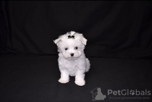 Photo №1. bichon maltais - à vendre en ville de Berlin | négocié | Annonce №115868