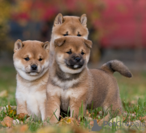 Photo №1. shiba - à vendre en ville de Stockholm | négocié | Annonce №113195