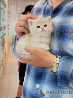 Photo №2 de l'annonce № 175113 de la vente british shorthair - acheter à Allemagne éleveur