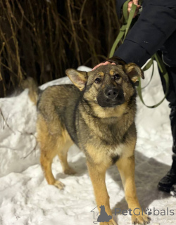 Photo №1.  - à vendre en ville de Rivière moscou | Gratuit | Annonce №165691